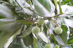 Calophyllum inophyllum
